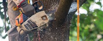 Reliable Hampstead, NC Tree Care Services Solutions