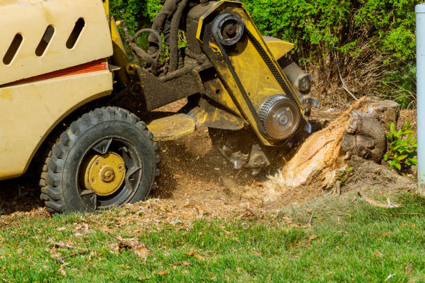 Tree and Shrub Care in Hampstead, NC