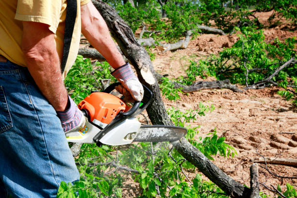 How Our Tree Care Process Works  in  Hampstead, NC